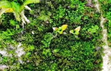 Imagem: Vendo sitio com Igarapé