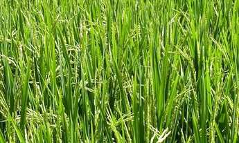 Imagem 5: Fazenda de 2.344 ha em São João Da Aliança-GO