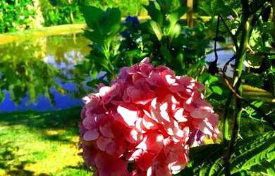 Imagem 7: Lindo Sitio - 6 Ha. - Bairro Castro