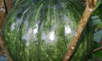 Imagem 3: Vendo chácara de 5.960 m² - Seu Refúgio de Paz e Natureza