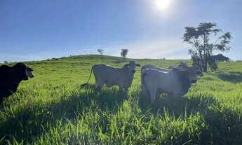 Imagem 6: Fazenda a venda Fazenda / sítio com venda por R$48.500.000
