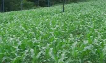 Imagem 6: Sitio 5 hectares Irrigação subterrânea.. Poço Vazão 70.000 L/Hora.