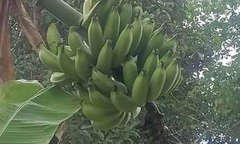 Imagem 4: Chácara dos Seus Sonhos à Venda - Jardim Torrão de Ouro São José dos Campos/SP