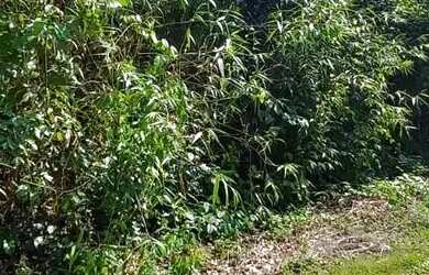 Imagem 3: VENDE-SE EXCELENTE TERRENO RIO PRETO EVA - PROX. RODOVIA AM 010