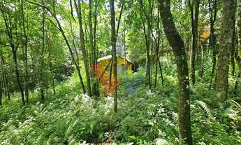 Imagem 7: Terreno urbano de 11.000 m com nascente e bosque a 14 km de Curitiba