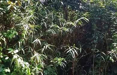 Imagem 6: VENDE-SE EXCELENTE TERRENO RIO PRETO EVA - PROX. RODOVIA AM 010