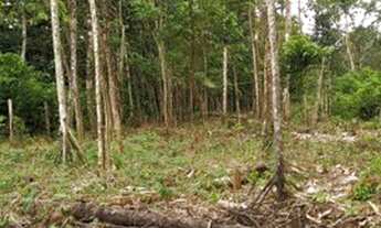 Imagem 4: Terreno agrícola no Riacho doce