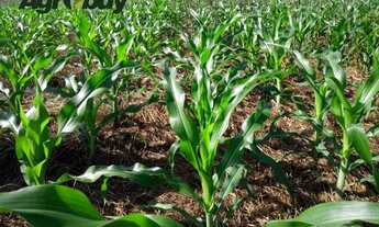 Imagem 3: Fazenda no Município de Carolina ma