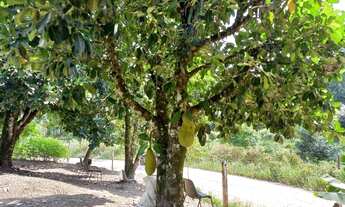 Imagem 6: Linda Chácara otima localização ( Willian Ricardo