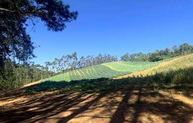 Imagem 3: Grande oportunidade de Sítio em Ibiúna!