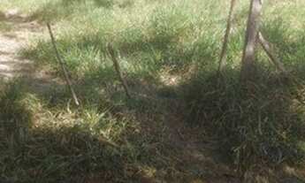 Imagem 3: Sítio à venda, 5000 m² por R$ 500.000,00 - Jardim Califórnia - Jacareí/SP