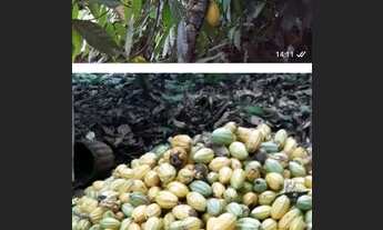 Imagem 4: Sítio a venda Chácara com venda por R$350.000