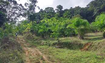 Imagem 3: Sítio 10 Alqueires Produção Pupunha, Topografia Montanhosa (Willian Ricardo