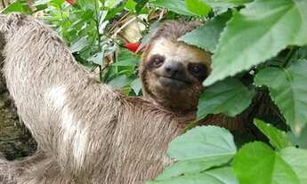 Imagem 5: Chácara 23.000m²- Mogi das Cruzes- Volta Fria- R$ 850 mil- Escriturada