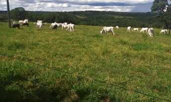 Imagem 2: Propriedade Rural Camapuã MS 405 hectares