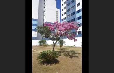 Imagem 2: APARTAMENTO EM SAMAMBAIA