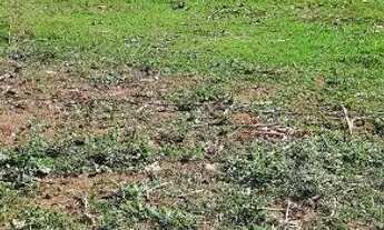 Imagem 3: Terreno vende-se