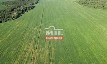 Imagem 7: Fazenda 38 Alqueires (183,08 Hectares) Rio Verde - Go