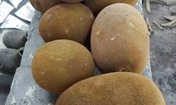 Imagem 5: Vendo chácara de 5.960 m² - Seu Refúgio de Paz e Natureza