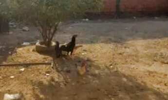 Imagem 7: Vende se está casa localizada no ramal da judia, ou troca em outra na região da sobral