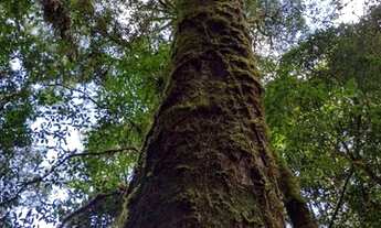 Imagem 4: Chácaras 4,7 alqueires. Escritura e Registro. Auto suficiência. Saia da cidade