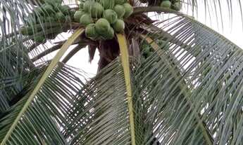 Imagem 5: AREA PRODUTIVA EM MANIÇOBA DISTRITO DE JUAZEIRO BA