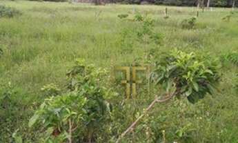 Imagem 6: Fazenda 1.000 Hectares, Gaúcha do Norte, MT