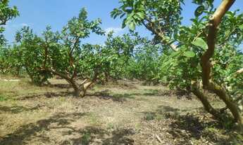 Imagem 5: Sítio para venda com 3 casas e 18.000m2 com plantação em Macuco - Valinhos - SP