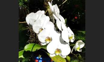 Imagem 4: Aluguel de chácara para pequenos eventos evangélicos