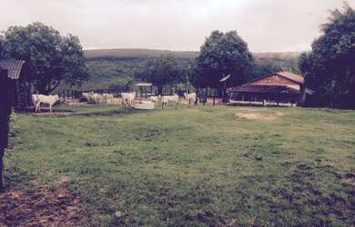 Imagem 2: Excelente fazenda com carvoaria em Presidente Olegário-MG contendo 310 hectares ou seja