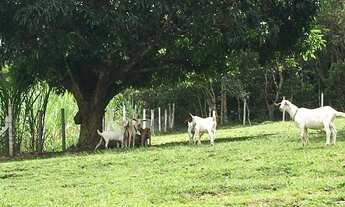 Imagem 2: SÍTIO EM RATONES COM 77.000 M2 DE TRANQUILIDADE!