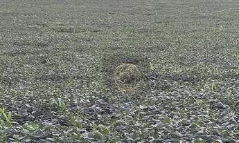 Imagem 2: Fazenda à venda, 653400 m² por R$ 8.000.000,00 - Cidade Universitária - Realeza/PR