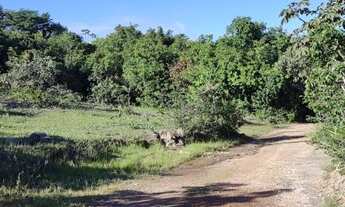 Imagem 5: Chácara 4000m², Muito Arborizada, Energia, Local Agradável, Entre Guapó/Aragoiânia