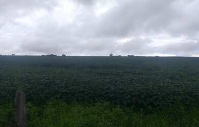 Imagem 7: 0portunidade: vendo excelente fazenda com 74 hectares, TERRA PARA PLANTIO DE SOJA