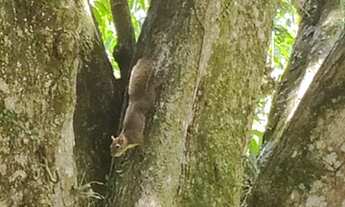 Imagem 7: Fazenda/Sítio/Chácara para venda possui 280 metros quadrados com 2 quartos