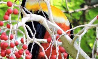 Imagem 7: COTIA - Casa de Condomínio - COTIA