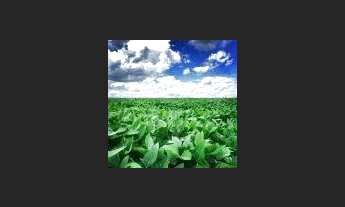 Imagem 3: Fazenda c/ 720he, sendo 500he em lavoura, Município de Rondonópolis-MT