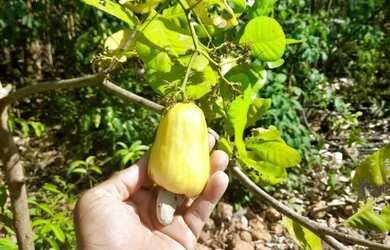 Imagem 3: Sitio povoado santa luz