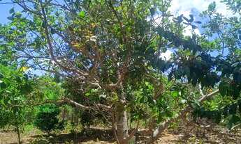 Imagem 3: Chácara para lazer no professor Jamil 2.860mt com Rio no fundo