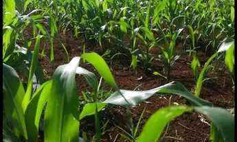 Imagem 3: Excelente Chácara de 2.3 Hectares no Córrego do Atoleiro Planaltina DF- Córrego nos Fundos