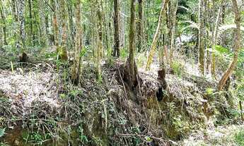 Imagem 7: Terreno para chácara