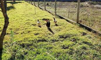 Imagem 3: Linda Chácara 5.000 m2 em Anapolis