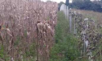 Imagem 4: Excelente Chacara sem benfeitorias com 9.500 m2 lavras 330.000