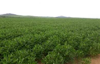 Imagem 3: Fazenda - Novo Planalto (GO