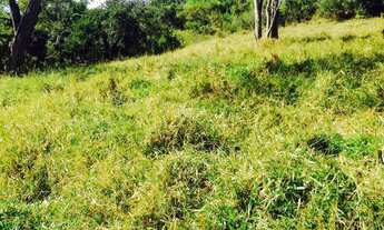 Imagem 7: Excelente fazenda com carvoaria em Presidente Olegário-MG contendo 310 hectares ou seja