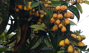 Imagem 7: Oportunidade - Chácara em Paulo Jacinto - Na cidade - aceita permutas por CASA em Maceió