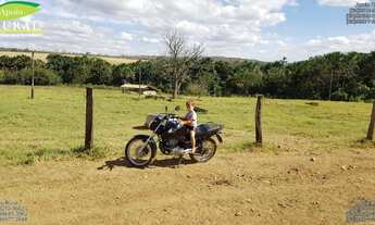 Imagem 5: Fazenda de soja a 70 km de Goinia-Go