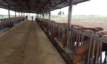 Imagem 3: A Fazenda é as margens da Br 050. Fica a 15 minutos do centro de Uberaba. Da 050 até a s