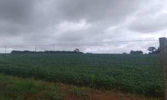 Imagem 4: 0portunidade: vendo excelente fazenda com 74 hectares, TERRA PARA PLANTIO DE SOJA