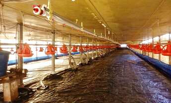 Imagem 5: Oportunidade Sítio Criação Frangos Ibiporã